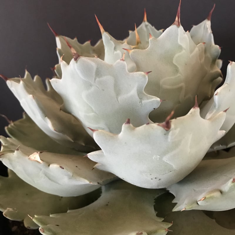 厚葉・青白肌】アガベ イシスメンシス Agave isthmensis | radical