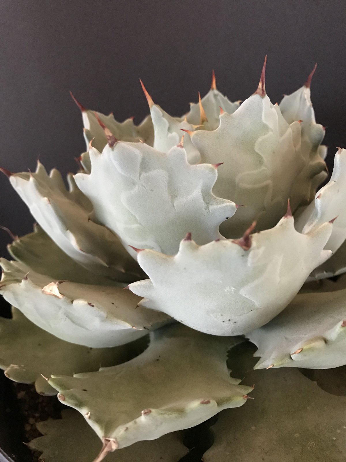 厚葉・青白肌】アガベ イシスメンシス Agave isthmensis | radical