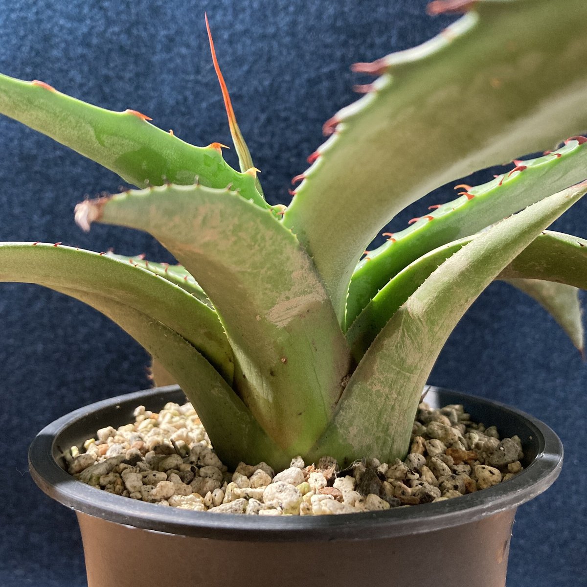 アガベ フェロックス ジョーズタイプ Agave salmiana v.ferox Jaws