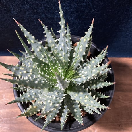 アロエ 児玉白磁盃　Aloe pratensis