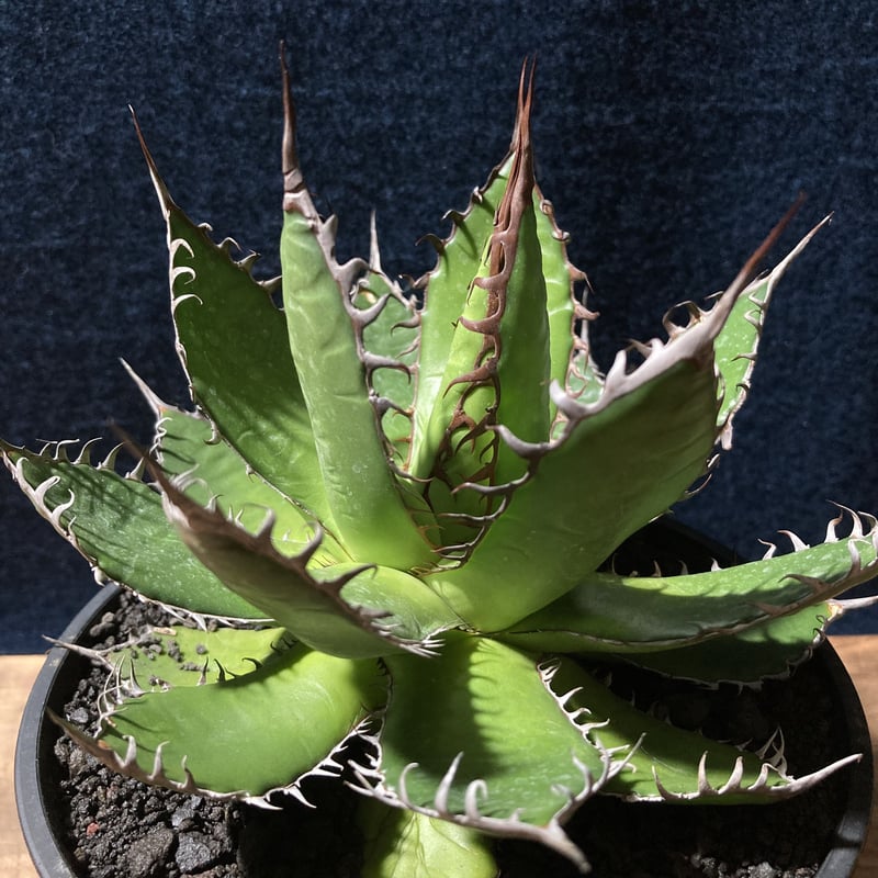 実生　ホリダ　鋸歯強　銀鋸歯 アガベ ホリダ 強鋸歯 Agave horrida | radical botanics