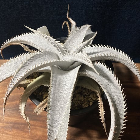 ディッキア マルニエラポストレイ　Dyckia ｍarnier-lapostollei