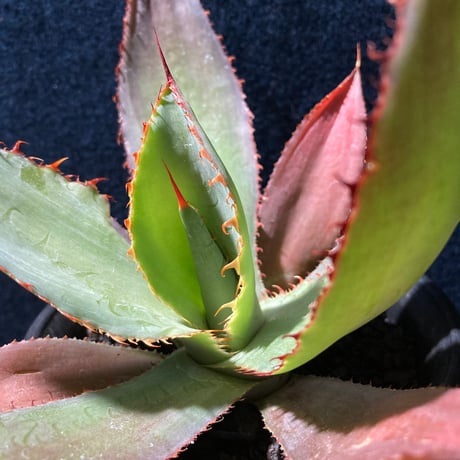 アガベ ボビコルヌタ　Agave bovicornuta