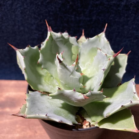 アガベ イストメンシス　Agave isthmensis