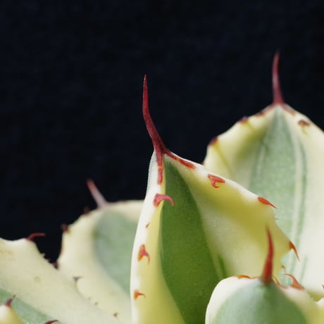 アガベ   スーパークラウン　Agave  potatrum   ‘Super  Crown’