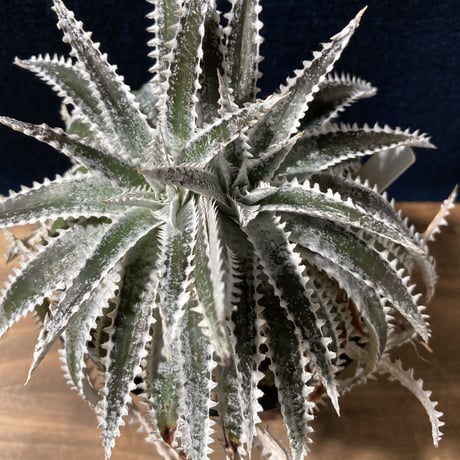 Dyckia Silver Shark　　【最終株】