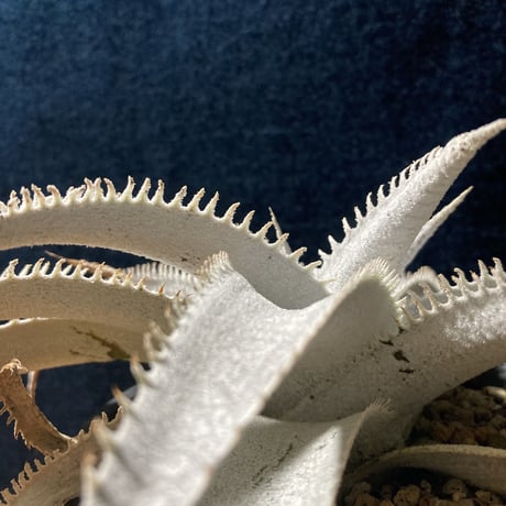 ディッキア マルニエラポストレイ　Dyckia ｍarnier-lapostollei