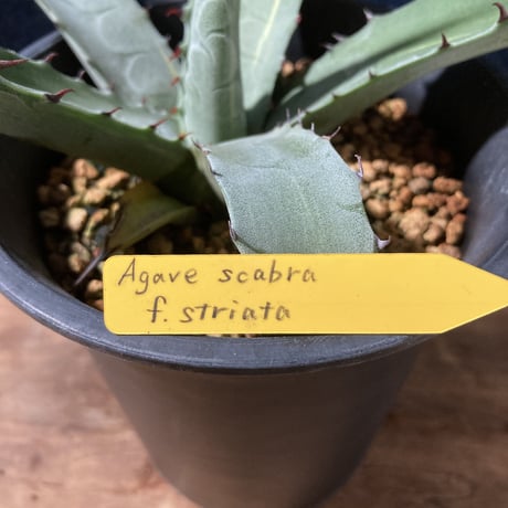 アガベ スカブラ錦 縞斑　Agave scabra f.striata
