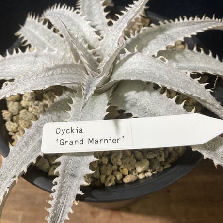 Dyckia Grand Marnier   ディッキア  グランマルニエ