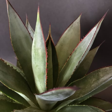 アガベ ブルーグロー  ‘Blue Glow’  (A. attenuata × A. ocahui)