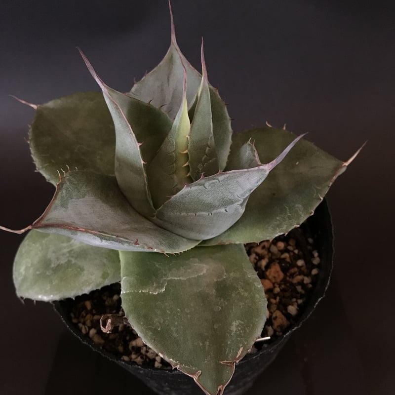 hai__se様用 アガベ シャウイ ミュータント クローン Agave shawi hai__se様用 アガベ シャウイ ミュータント クローン Agave shawi