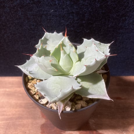 【厚葉・青白肌】アガベ イシスメンシス　Agave isthmensis