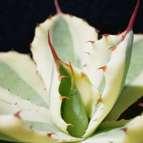 アガベ   スーパークラウン　Agave  potatrum   ‘Super  Crown’