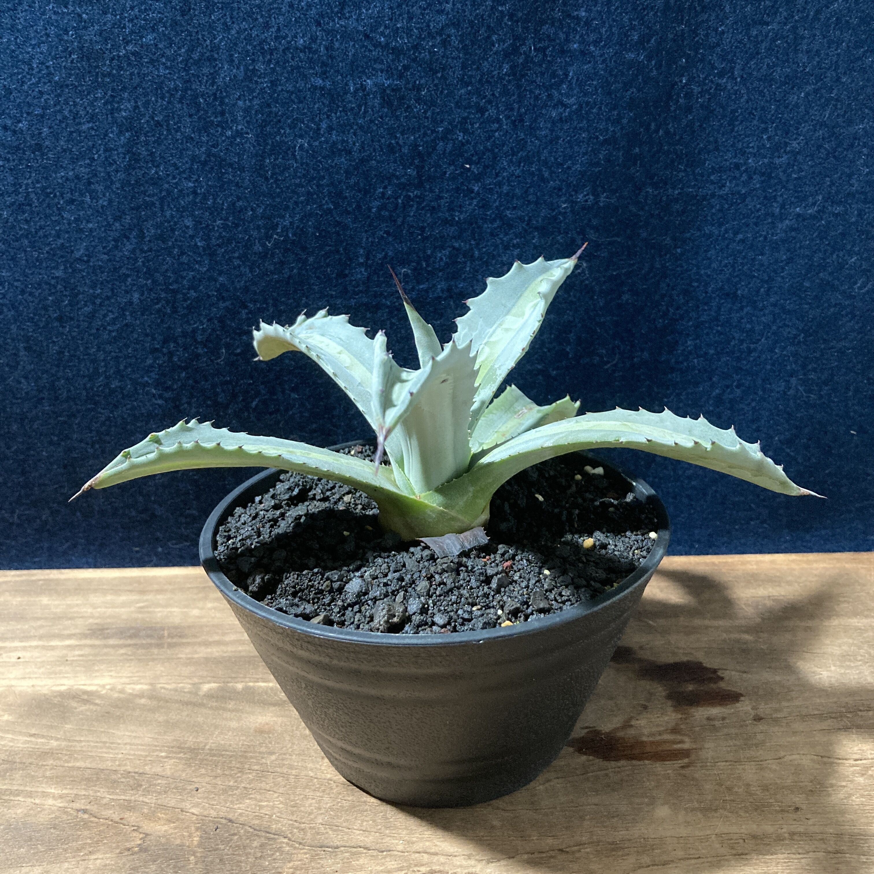 アガベ プロトアメリカーナ “レモンライム” Agave americana v.protoa