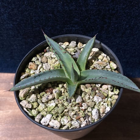 アガベ シャークスキン　Agave nigra “Shark Skin”