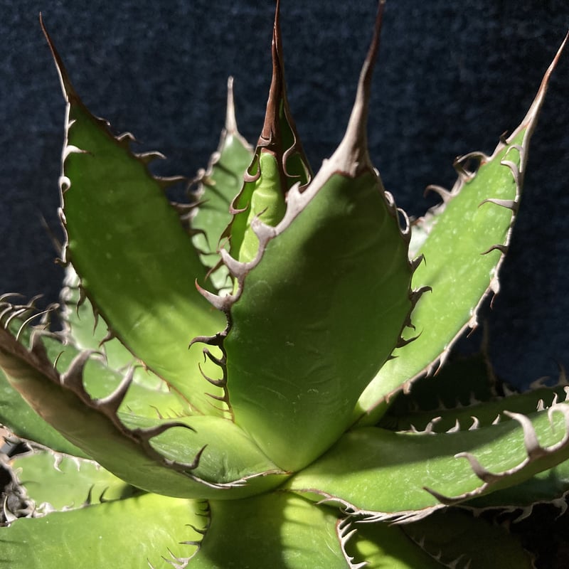 アガベ ホリダ 強鋸歯 Agave horrida | radical botanics