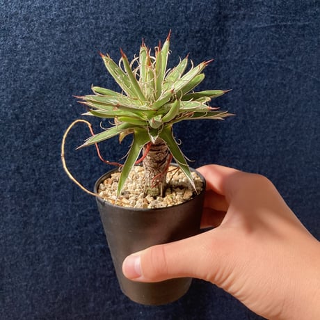 アガベ  姫乱れ雪  極小古株　Agave parviflora