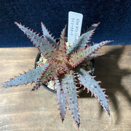 アロエ ワイリーカヨーテ　Aloe "Wily Coyote"        Kelly Griffin hybrid