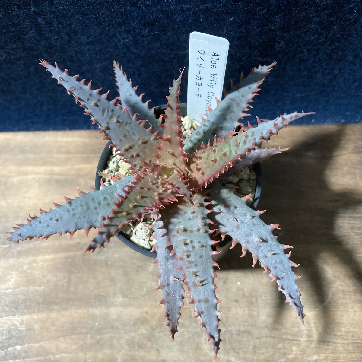 アロエ　ワイリーコヨーテ アロエ ワイリーカヨーテ Aloe 