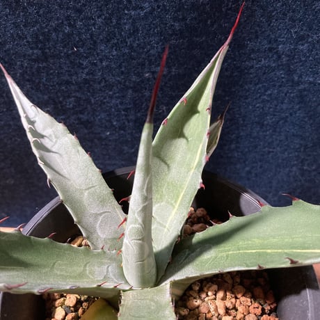 アガベ スカブラ錦 縞斑　Agave scabra f.striata