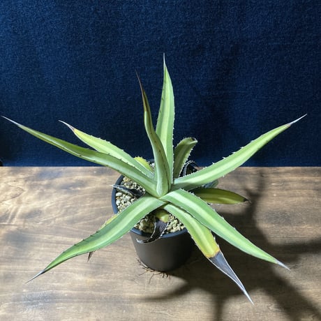 アガベ ガルシアメンドーサ　Agave graciae-mendozae