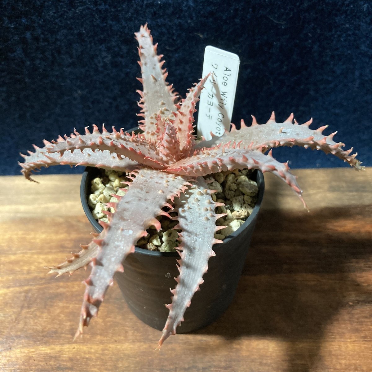 アロエ ワイリーカヨーテ Aloe 