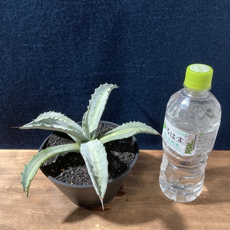 アガベ プロトアメリカーナ “レモンライム”　Agave americana v.protoamericana Lemon Lime