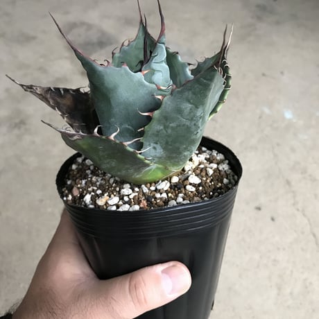 アガベ　❛ファイヤーボール❜　Agave  parrasana  ’Fire ball’