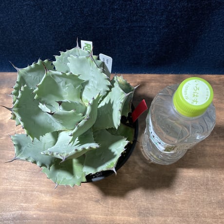 Agave isthmensis × parviflora　　最優良選抜