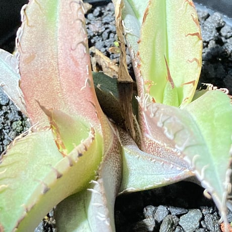 アガベ チタノータ 石化（いしか）　Agave titanota f.caespitosa  　分け株