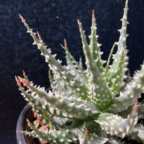 アロエ 児玉白磁盃　Aloe pratensis