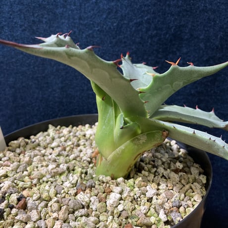アガベ フェロックス “ギガンティア” 平尾氏輸入株　Agave salmiana v.ferox “Gigantia”　Mr.HIRAO