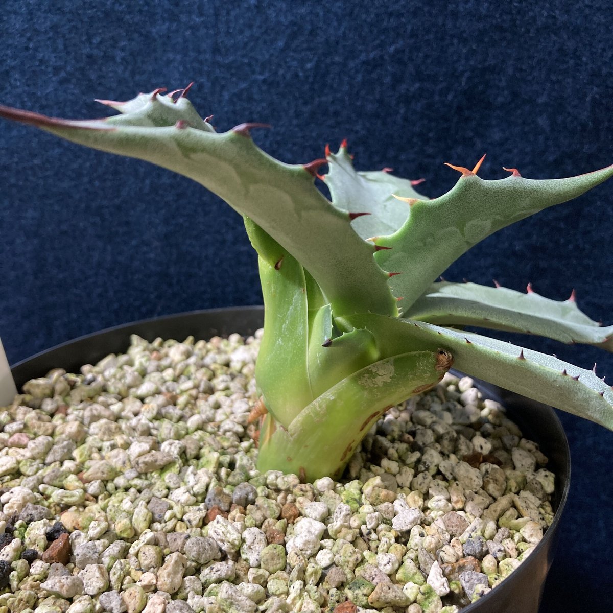 アガベ フェロックス “ギガンティア” 平尾氏輸入株 Agave salmiana v