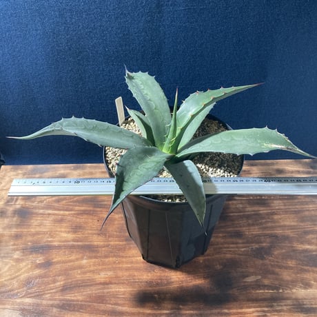 アガベ フェロックス “ギガンティア” 平尾氏輸入株　Agave salmiana v.ferox “Gigantia”　Mr.HIRAO