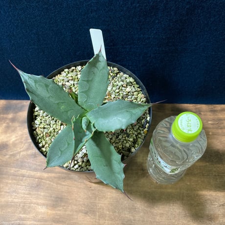アガベ フェロックス “ギガンティア” 平尾氏輸入株　Agave salmiana v.ferox “Gigantia”　Mr.HIRAO