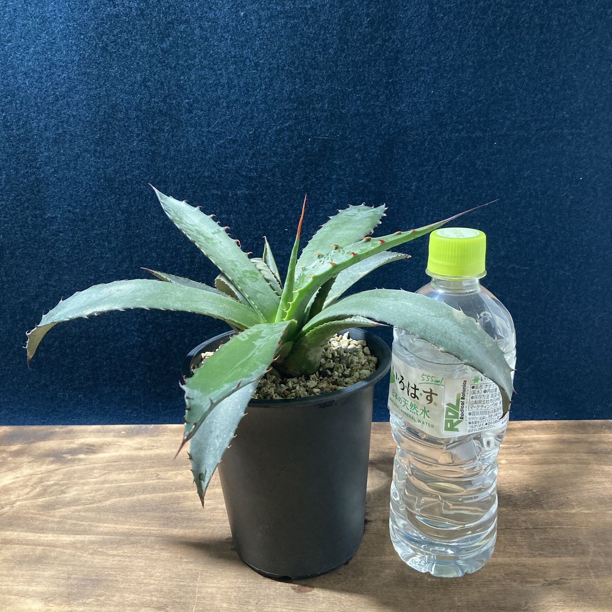 アガフェロックス アガベ・サルミアナ 'フェロックス' バリエガータ｜Agave