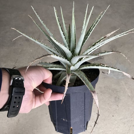 プヤ ベヌスタ  Puya venusta