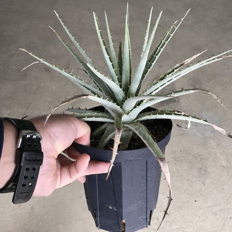 プヤ ベヌスタ A 5ヘッド プヤ ベヌスタ Puya venusta | radical botanics