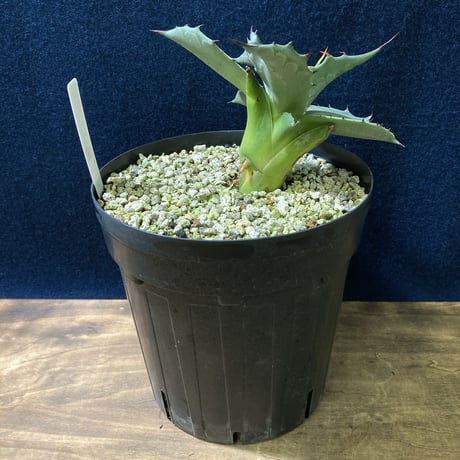 アガベ フェロックス “ギガンティア” 平尾氏輸入株　Agave salmiana v.ferox “Gigantia”　Mr.HIRAO