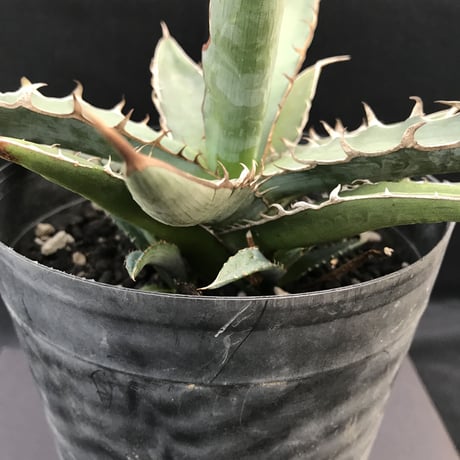 アガベ 　 キシロナカンサ 　 仔株付き　Agave xylonacansa