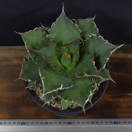アガベ　チタノータ　Agave　titanota
