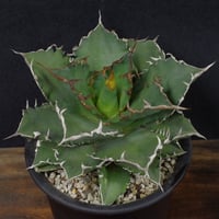アガベ　チタノータ　Agave　titanota