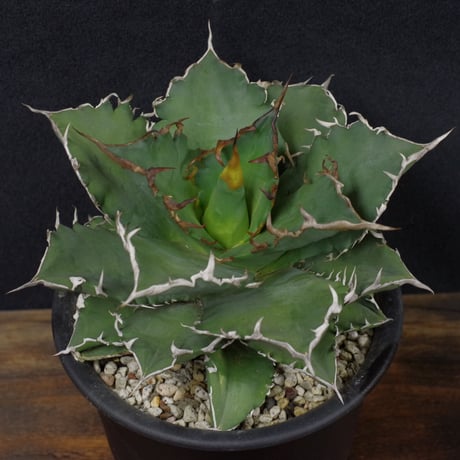 アガベ　チタノータ　Agave　titanota