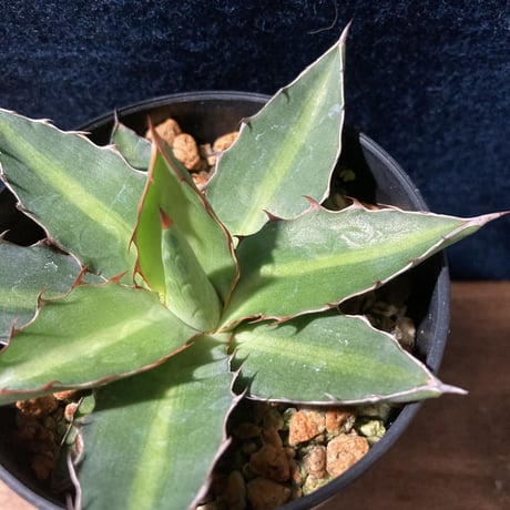 アガベ ロファンタ 特小型　Agave lophantha “Super Dwarf”