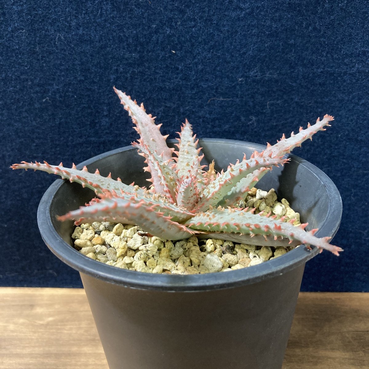 アロエ ワイリーカヨーテ Aloe 