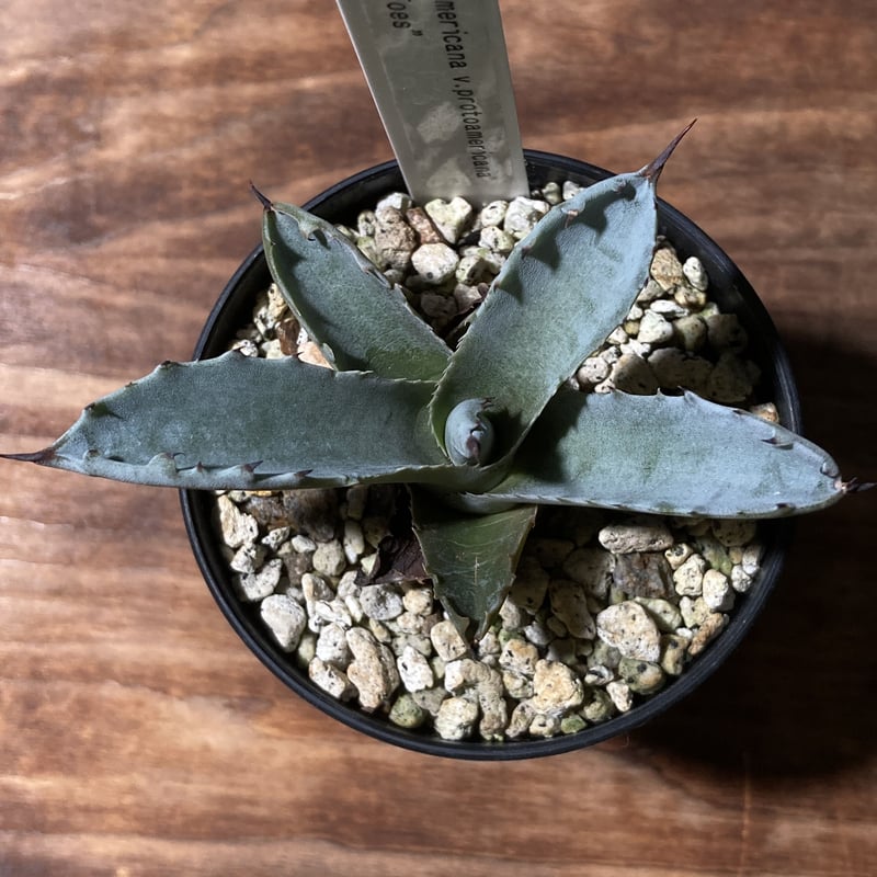 アガベ　ファンキートゥース アガベ ファンキートゥース Agave americana v.protoamericana