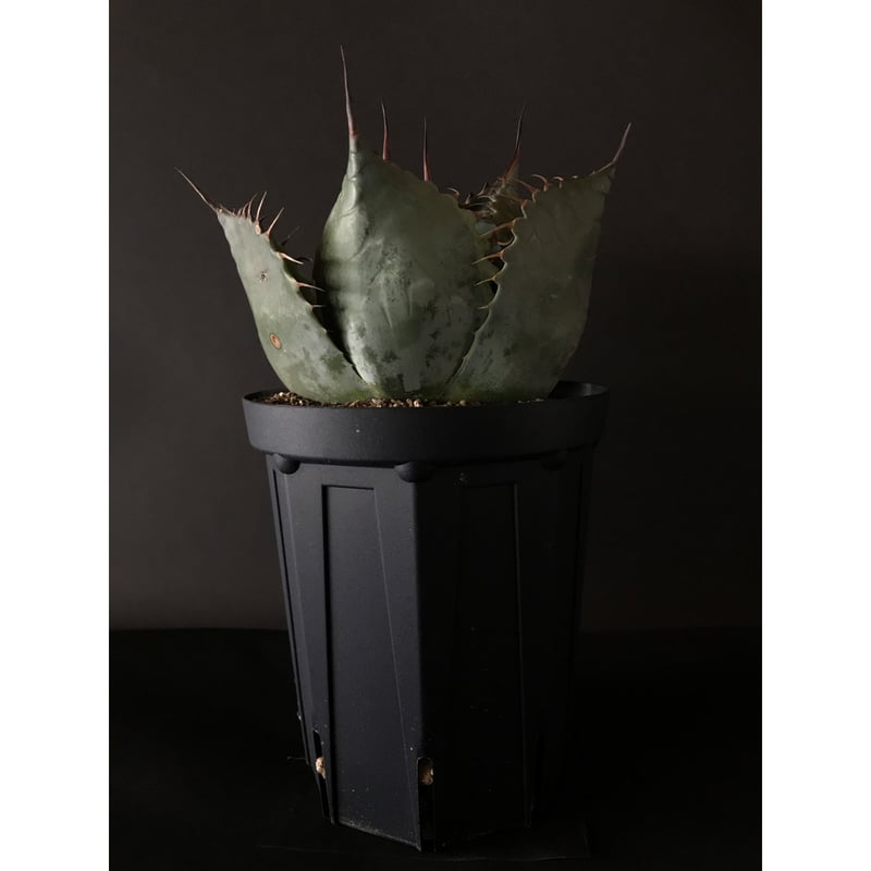 アガベ ❛ファイヤーボール❜ Agave parrasana 'Fire ball' |