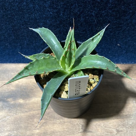 アガベ モンタナ 　Agave montana