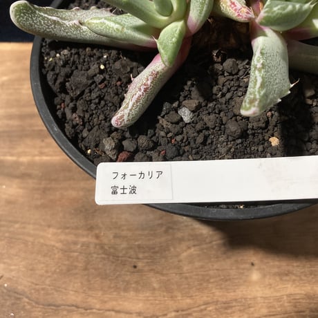 フォーカリア  富士波　Faucaria “Fujinami”
