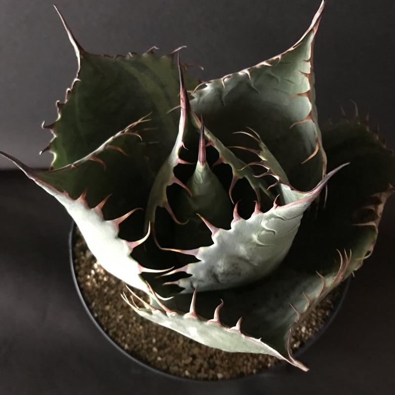 アガベ ❛ファイヤーボール❜ Agave parrasana 'Fire ball' |